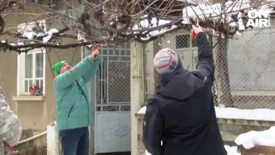 Заразяха лозите във Великотърновско, предлагат Трифон Зарезан за национален празник