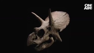 Череп на Трицератопс на 68 млн. години струва между 300 и 500 000 евро