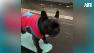 Френски булдог смая със скейтборд уменията си