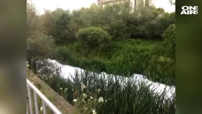 В коритото на Струма в района на Перник плува бяла пяна