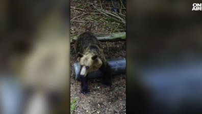 Мечета бродят около Шипка и опустошават пчелини