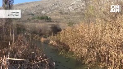 Зарибиха Драгоманското блато, за да опазят защитения голям воден бик