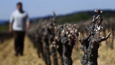 Криза за производителите на шампанско: Борят се с едно от най-влажните лета