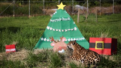 Коледни изненади за животните в Колумбия (СНИМКИ)