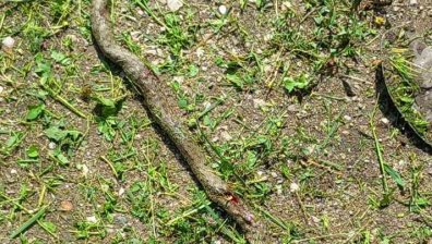 Helpbook: Змии нападат граждани в столичен квартал