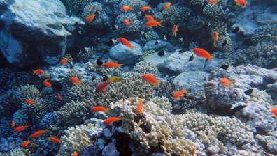 Експерт: Опасен хищник се размножава в Черно море