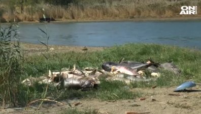 Откриха огромно количество измряла риба в язовир край Черноморец