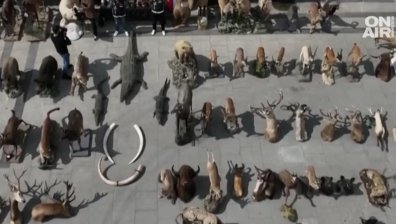Бизон, ягуар, тигър - над 200 препарирани животни са конфискувани в Турция
