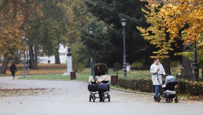Зелена светлина за масова сеч в Борисовата градина?