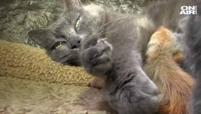 Майчин инстинкт: Котка осинови четири катерички в Крим