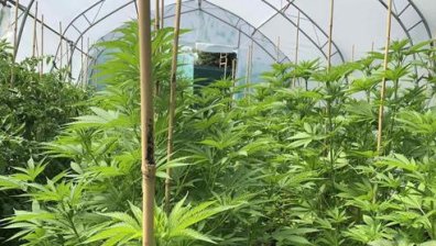 МВР удари наркосборища, някои край училища, задържа дилъри и над 50 кг дрога