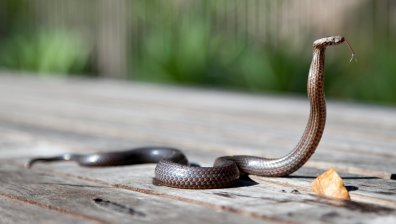 Змия влезе в кметството на Смоличано и изплаши избирателите