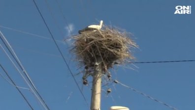 Благородно: Детска градина в Гоце Делчев осинови щъркелово гнездо