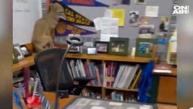 Койот влезе в класна стая в Калифорния (ВИДЕО)