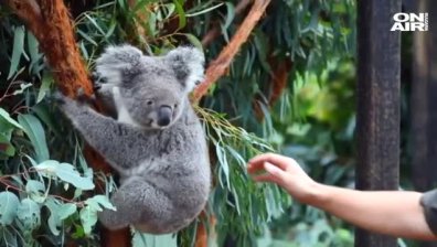 За първи път след пожарите в Австралия се роди бебе коала