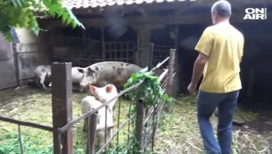 Заради чумата по свинете: Порожанов инспектира границата с Румъния край Силистра