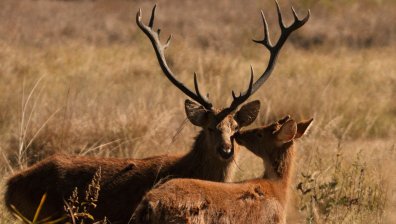 Убиха два благородни елена в Старозагорско