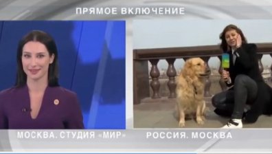 Саботаж на живо: Куче отмъкна микрофона на репортер (ВИДЕО)