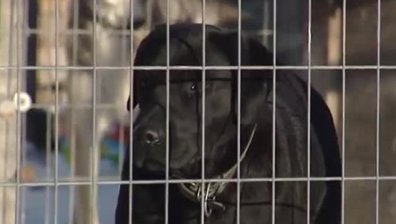 Питбул нападна и нахапа жестоко дете на улица във Враца