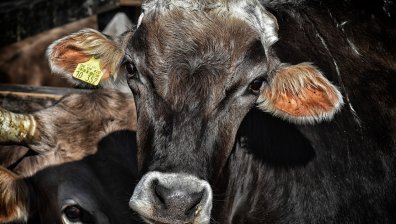 Шести ден камион с крави е блокиран на влизане в Турция след ГКПП "Капитан Андреево"