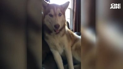 Гледам и се плезя под ушите си!