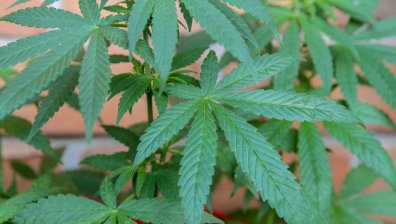 Създават нов гигант в бързорастящия сектор на канабисната индустрия