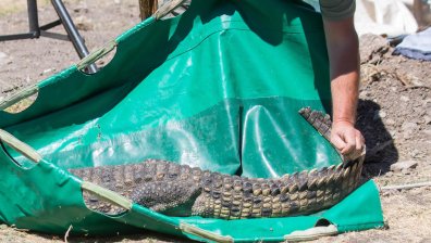 Крокодилът от "Ботунец" живее нов живот в зоопарка в София