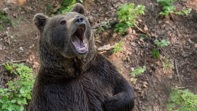 Пореден инцидент с мечка в Румъния, този път подгони овчар