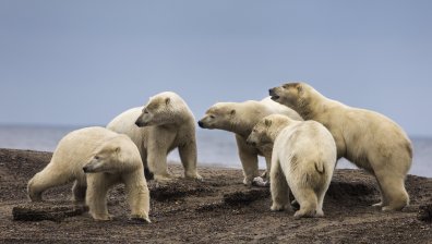 Климатичните промени свиват местообитанията на полярните мечки