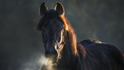 Лекари се борят за живота на дете, изритано от кон в главата