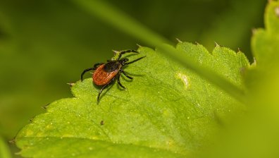 Как безопасно да извадим кърлеж от кожата?