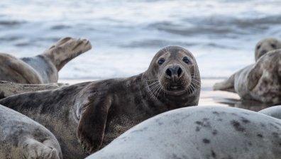 Над 320 мъртви тюлена са открити на брега на Каспийско море