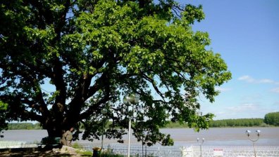 Старият дъб от Силистра завърши шести в конкурса "Европейско дърво на годината"