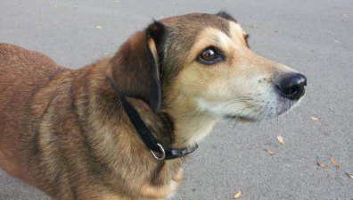 За животните с любов