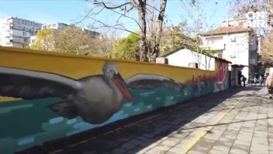 Графит на критично застрашен вид пеликан преобрази поликлиниката в Бургас