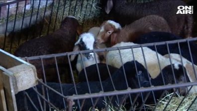 Животновъдите настояват за регламентирани изкупни цени на месото