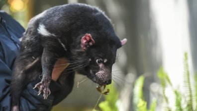 След 3000 г.: Тасманийският дявол се завръща в Австралия