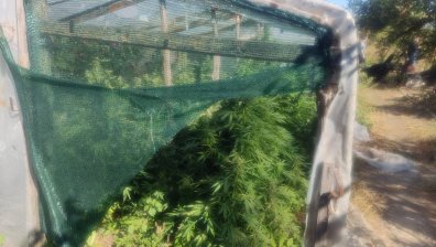 В Сливен задържаха трима души с марихуана за 240 000 лв.