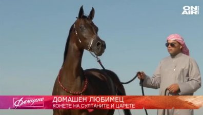 Конете - най-големите любимци на царе и султани