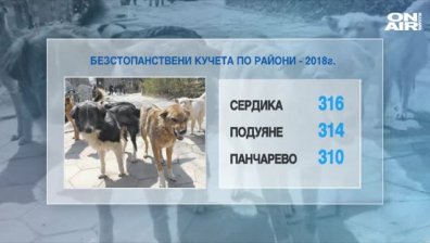 Броят на бездомните кучета в София намалява