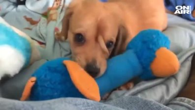 Роди се куче с опашка на челото в щата Мисури