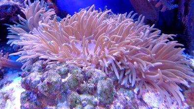 60% от кораловите рифове са обречени на смърт, UV кремовете ги избелват