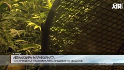 Канада легализира напълно употребата на марихуана