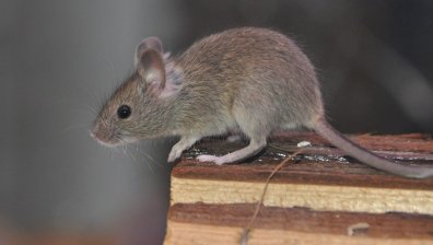 Принудително кацане: "Еърбъс" А330 се приземи аварийно заради плъх на борда