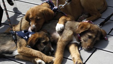 Откриха мъртво куче, друго в безпомощно състояние в Монтанско, издирват извършителя