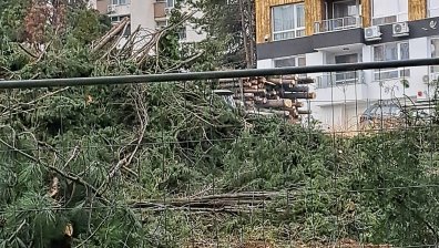 72 кипариса отсякоха в частен имот в Стара Загора. Законно ли е?