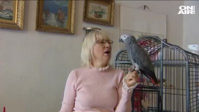 Щастлива развръзка: Спасиха говорещия папагал Джаро, превърнал се в интернет звезда