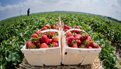 Великобритания ще продължи да дава визи за сезонни работници