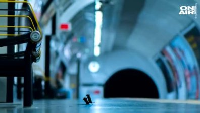 Снимка на годината: Бой между мишки в лондонското метро (+Видео)