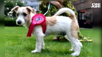 Борис Джонсън и приятелката му доведоха кучето си на "Даунинг Стрийт“